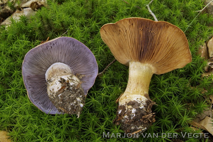 Blauwsteelgordijnzwam - Cortinarius glaucopus