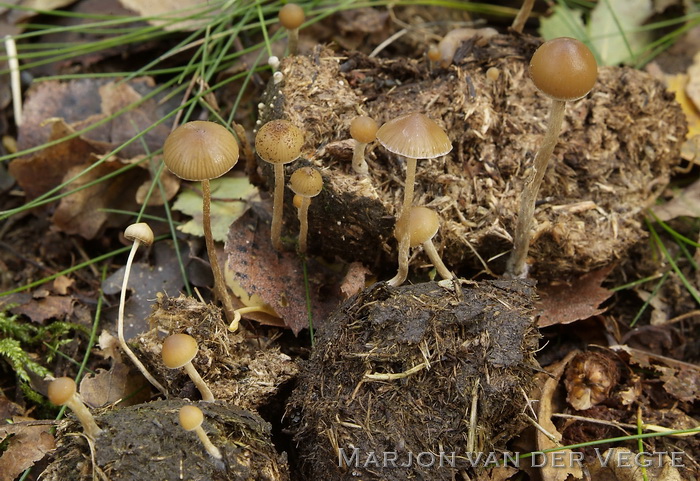 Blauwvoetkaalkopje - Psilocybe fimetaria