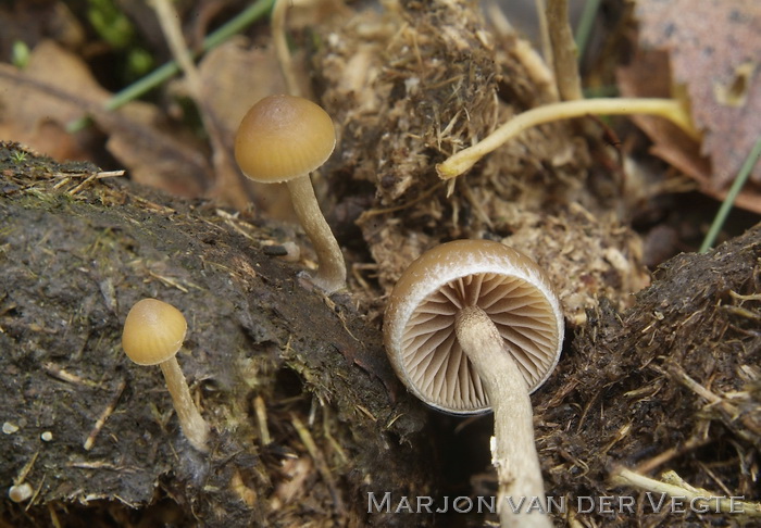 Blauwvoetkaalkopje - Psilocybe fimetaria