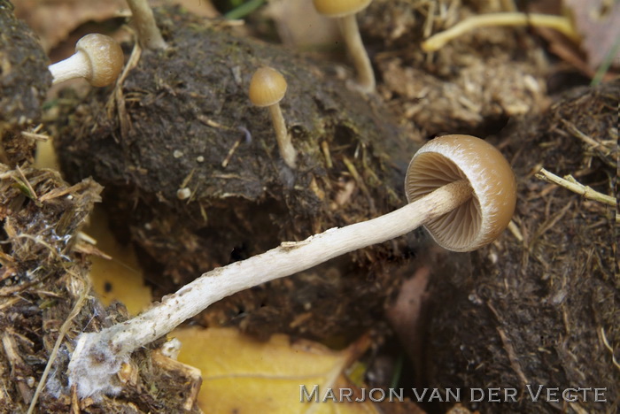 Blauwvoetkaalkopje - Psilocybe fimetaria