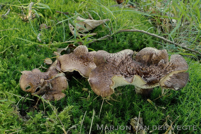 Blauwvoetstekelzwam - Sarcodon scabrosus