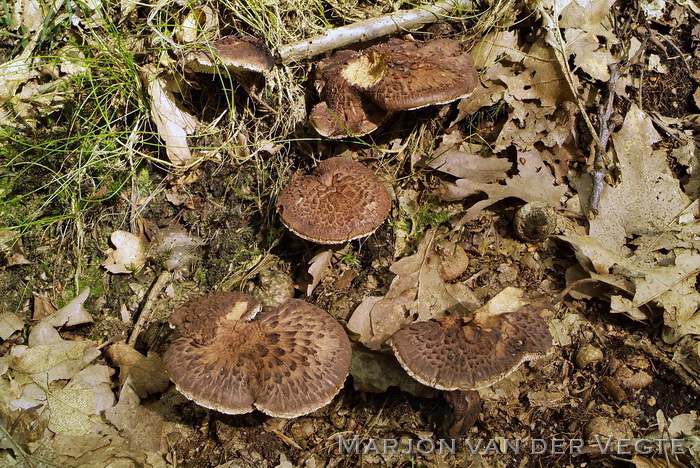 Blauwvoetstekelzwam - Sarcodon scabrosus