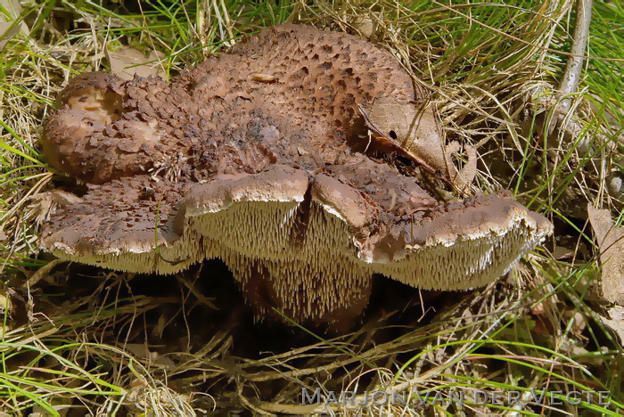 Blauwvoetstekelzwam - Sarcodon scabrosus