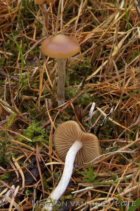 Blauwwordend kaalkopje - Psilocybe cyanescens