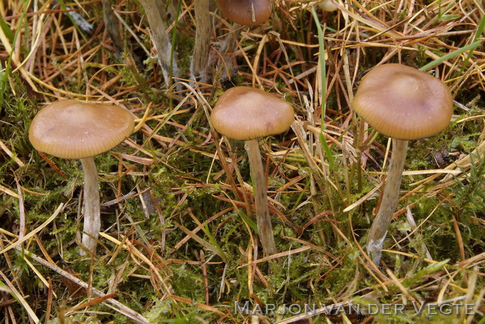 Blauwwordend kaalkopje - Psilocybe cyanescens