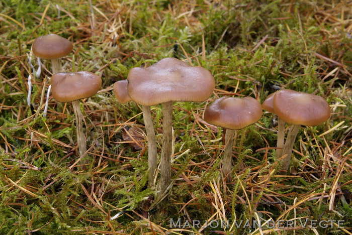 Blauwwordend kaalkopje - Psilocybe cyanescens