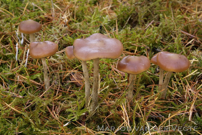 Blauwwordend kaalkopje - Psilocybe cyanescens