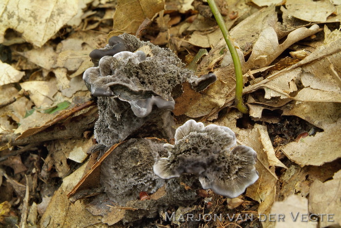 Blauwzwarte stekelzwam - Phellodon niger