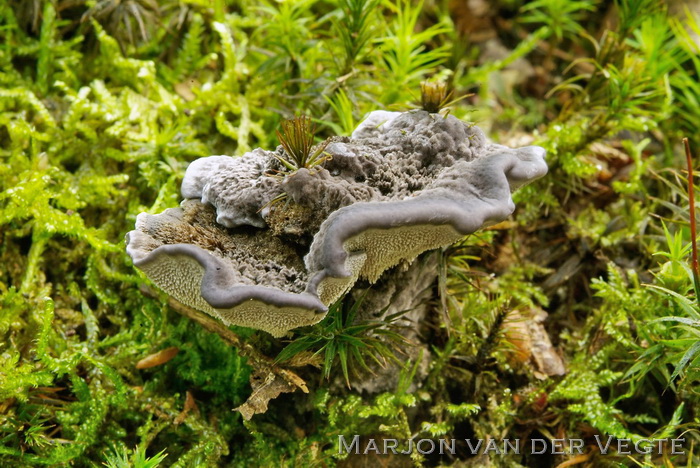 Blauwzwarte stekelzwam - Phellodon niger