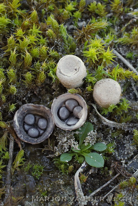 Bleek nestzwammetje - Cyathus olla