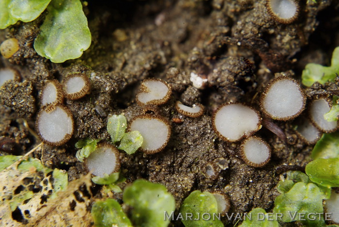 Bleek pelsbekertje - Trichophaea woolhopeia