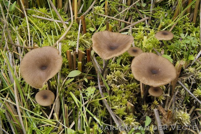 Bleek staalsteeltje - Entoloma lividocyanulum