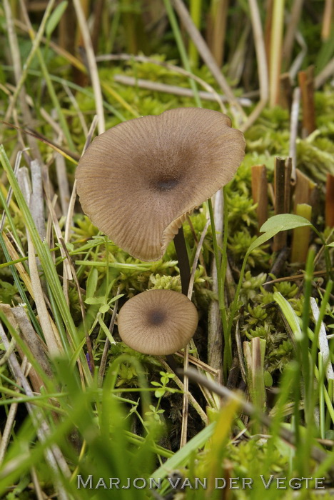 Bleek staalsteeltje - Entoloma lividocyanulum