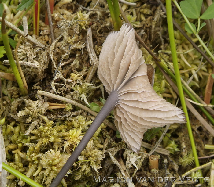 Bleek staalsteeltje - Entoloma lividocyanulum