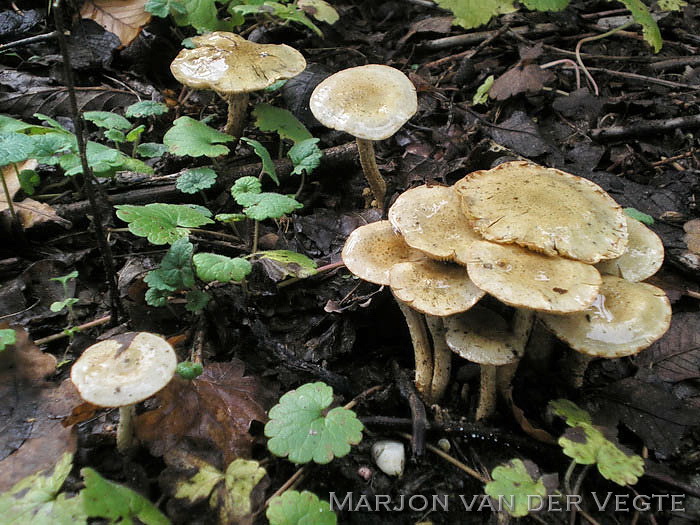 Bleekgele bundelzwam - Pholiota gummosa