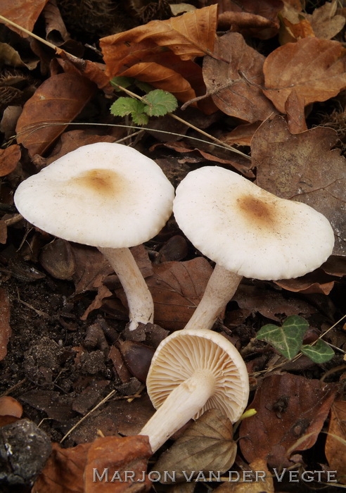 Bleekrandslijmkop - Hygrophorus unicolor