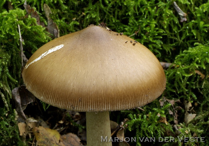 Brokkelzakamaniet - Amanita submembranacea