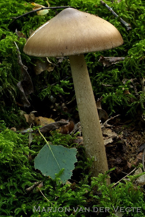 Brokkelzakamaniet - Amanita submembranacea