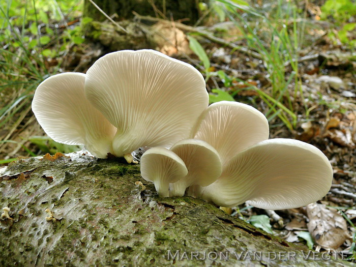 Bleke oesterzwam - Pleurotus pulmonarius