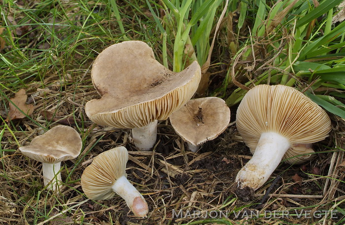 Bleke fluweelmelkzwam - Lactarius azonites