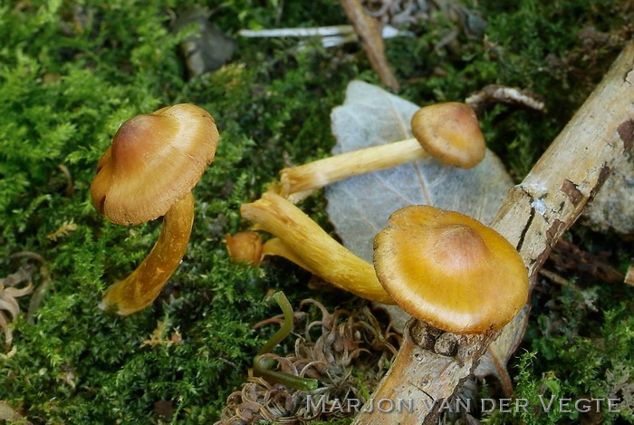 Echte geelvezelgordijnzwam - Cortinarius saniosus