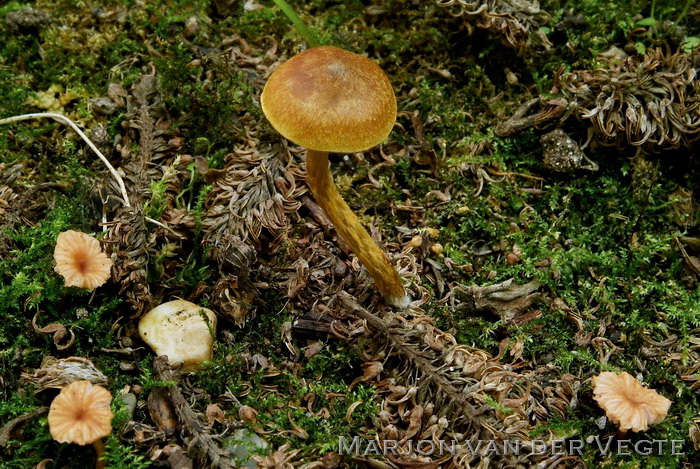 Echte geelvezelgordijnzwam - Cortinarius saniosus