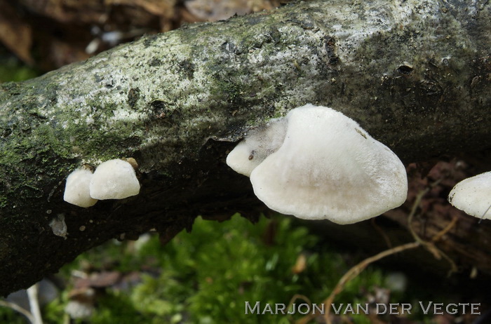 Bleke harpoenzwam - Hohenbuehelia mastrucata