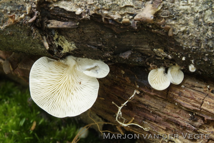 Bleke harpoenzwam - Hohenbuehelia mastrucata