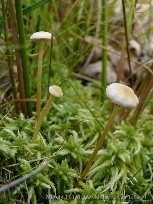 Bleke moeraszwavelkop - Hypholoma elongatum