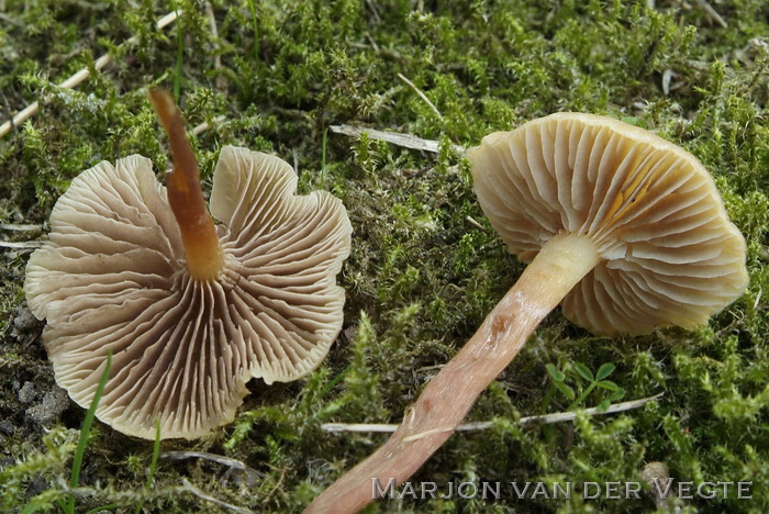 Bleke moeraszwavelkop - Hypholoma elongatum