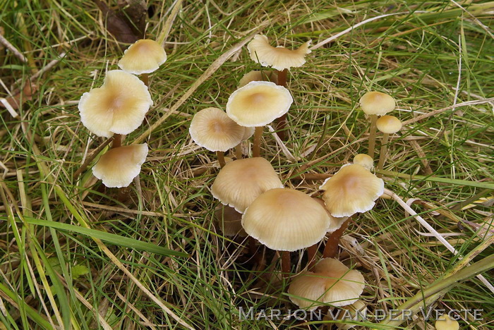 Bleke moeraszwavelkop - Hypholoma elongatum