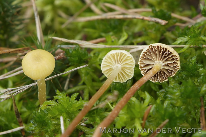 Bleke moeraszwavelkop - Hypholoma elongatum