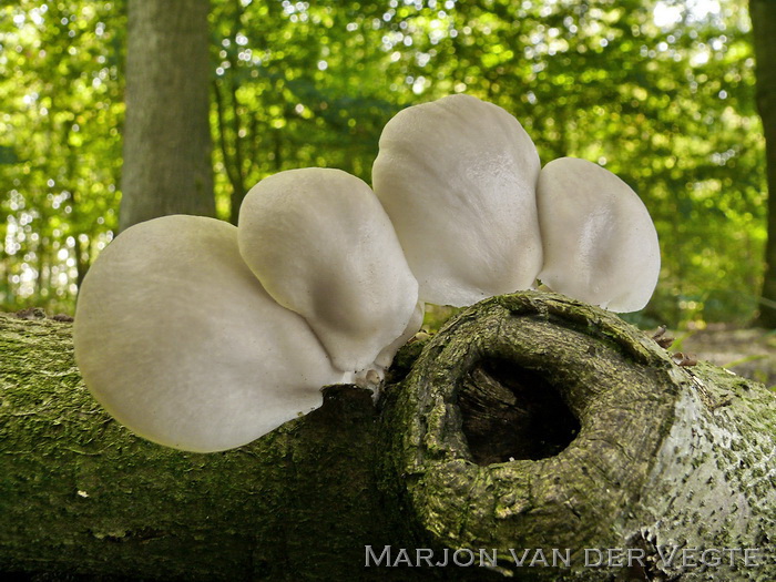 Bleke oesterzwam - Pleurotus pulmonarius