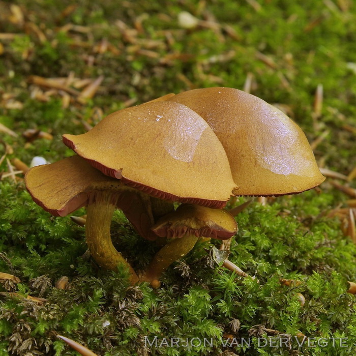 Bloedplaat gordijnzwam - Cortinarius purpureus