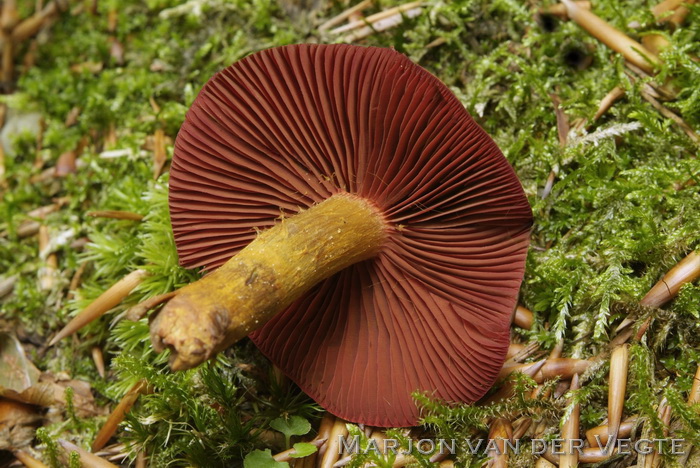 Bloedplaat gordijnzwam - Cortinarius purpureus