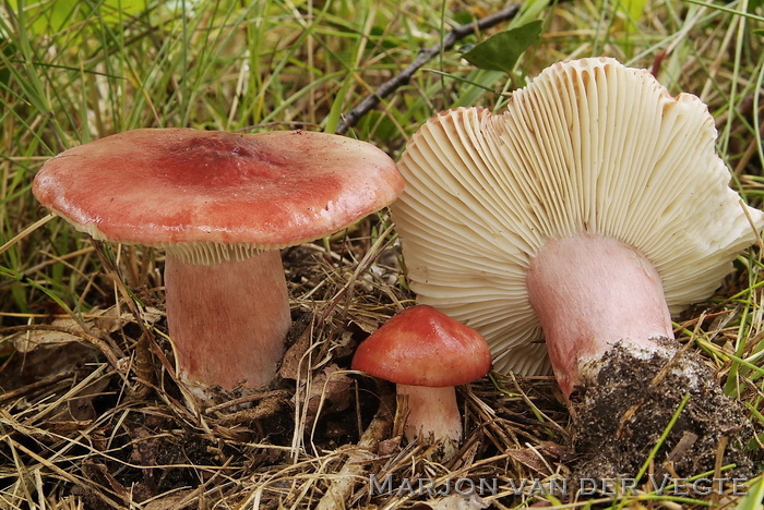 Bloedrode russula - Russula sanguinea