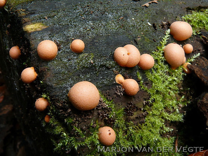 Bloedweizwam - Lycogala epidendrum