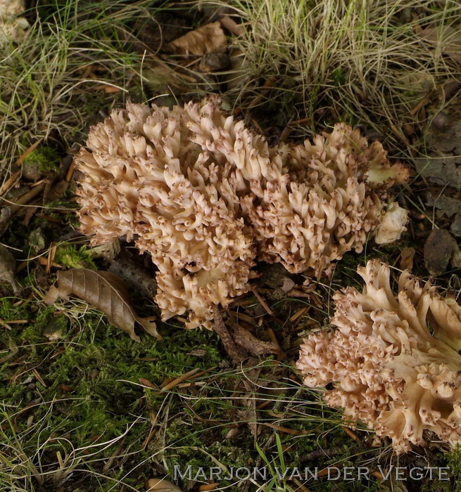 Bloemkoolzwam - Ramaria botrytis