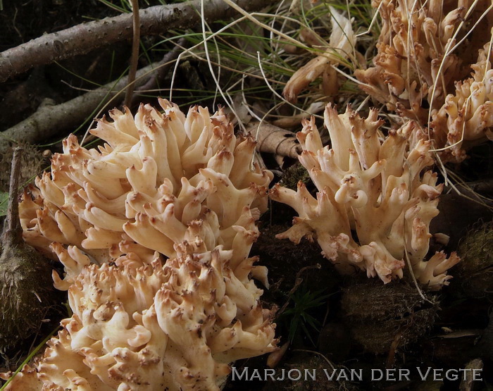 Bloemkoolzwam - Ramaria botrytis