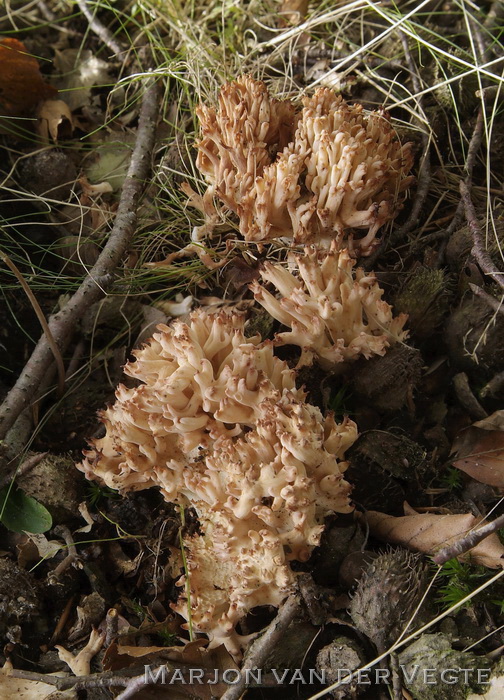 Bloemkoolzwam - Ramaria botrytis