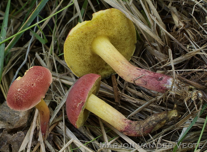 Wijnrode boleet - Xerocomellus ripariellus