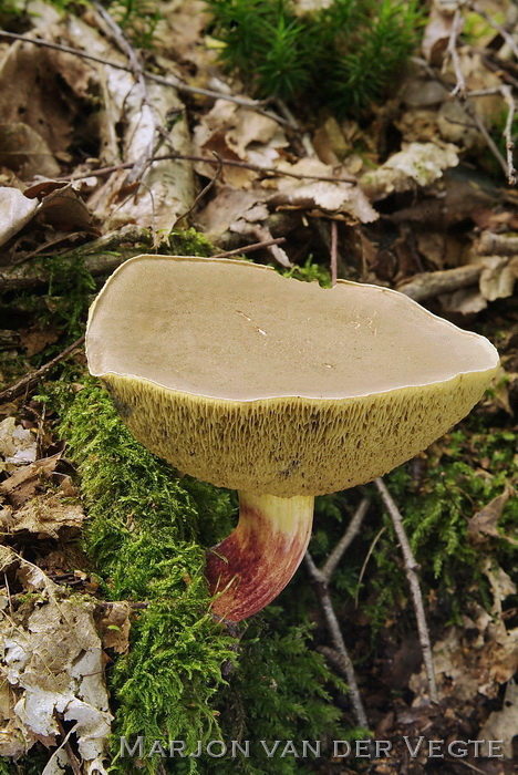 Blauwvlekkende fluweelboleet - Xerocomellus cisalpinus