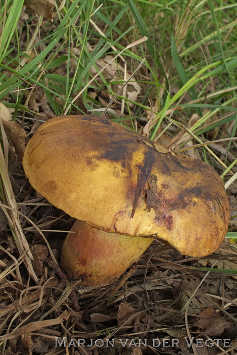 Gewone heksenboleet  - Neoboletus erythropus 