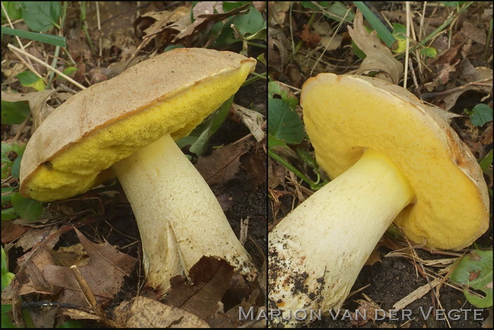 Goudporieboleet - Hemileccinum impolitus