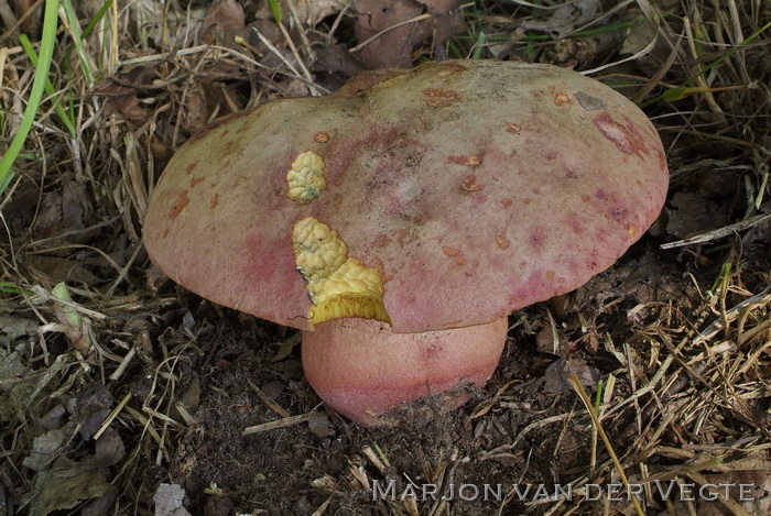 Fraaie roodnetboleet - Rubroboletus legaliae