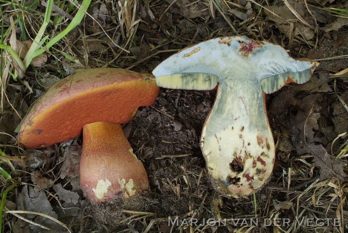 Fraaie roodnetboleet - Rubroboletus legaliae