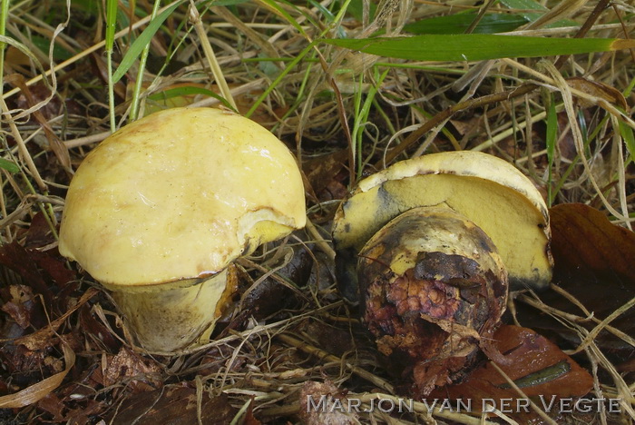 Narcisboleet - Neoboletus erythropus fm. 