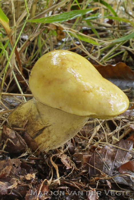 Narcisboleet - Neoboletus erythropus fm. 