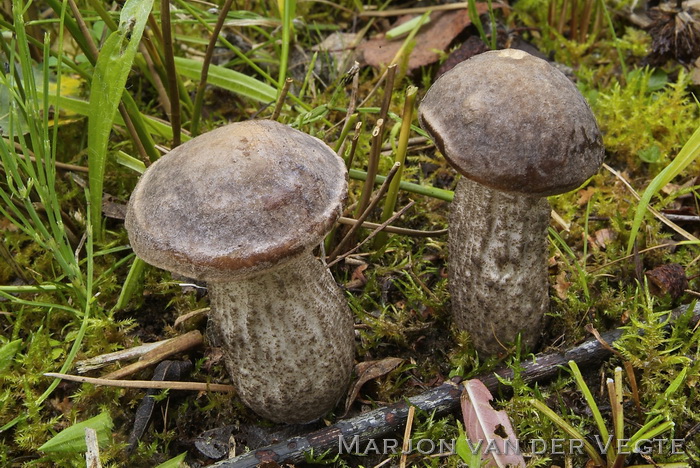 Bonte berkenboleet - Leccinum variicolor