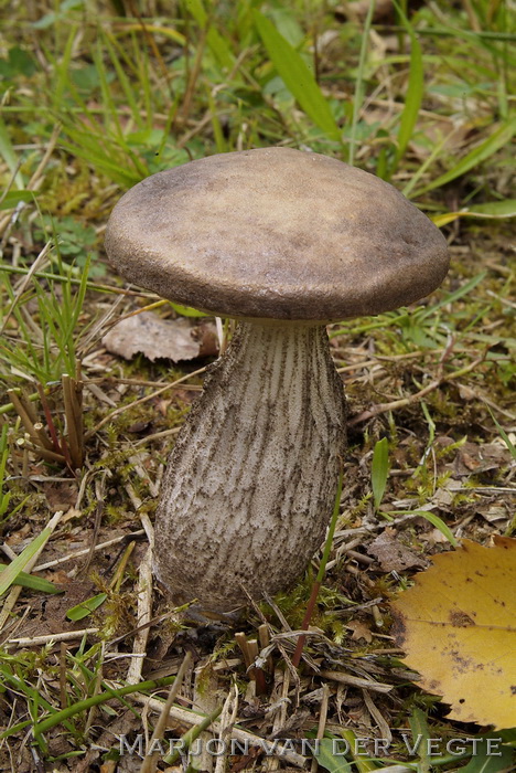 Bonte berkenboleet - Leccinum variicolor